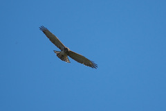 Circaetus gallicus