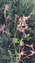 Oenothera gaura