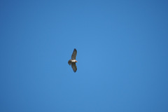 Circaetus gallicus