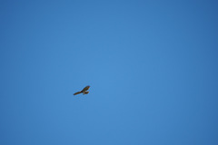 Circaetus gallicus