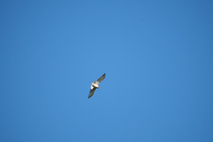 Circaetus gallicus