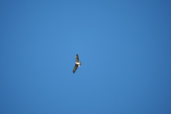 Circaetus gallicus