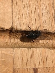 Calliphora