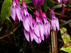 Masdevallia