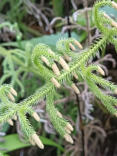 staghorn clubmoss