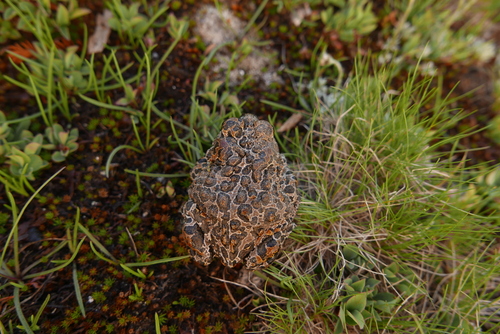 iNaturalist observation photo of Yosemite Toad