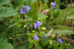 Campanula rhomboidalis