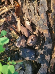Xylaria polymorpha