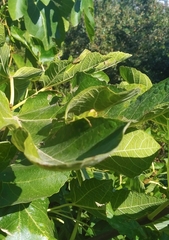 Anacridium aegyptium