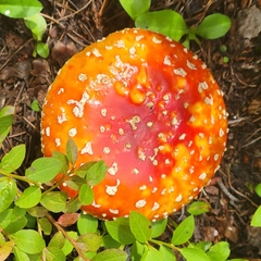 Amanita muscaria flavivolvata