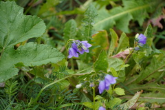 Campanula rhomboidalis