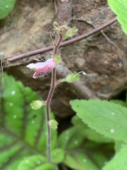 Gloxinia erinoides