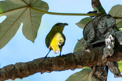 Euphonia laniirostris