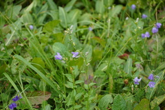 Campanula rhomboidalis