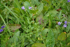 Campanula rhomboidalis