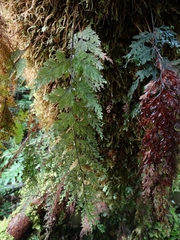 Hymenophyllum scabrum