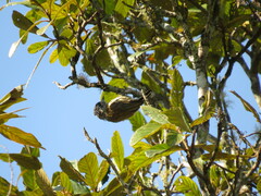 Picumnus nebulosus
