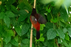 Ramphocelus dimidiatus