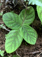 Gloxinia erinoides