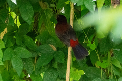 Ramphocelus dimidiatus