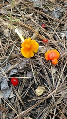 Hygrocybe conica