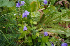 Campanula rhomboidalis