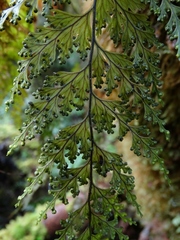 Hymenophyllum scabrum