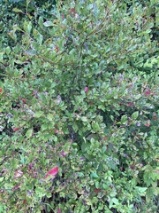 Vaccinium stamineum