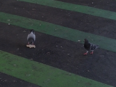Columba livia domestica