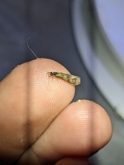 Mystacides longicornis