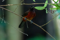 Ramphocelus dimidiatus