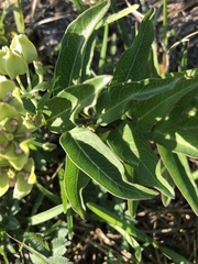 Asclepias viridis