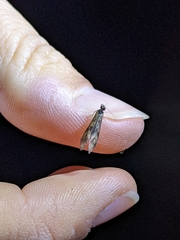 Mystacides longicornis