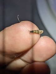 Mystacides longicornis