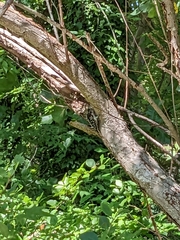 Dryobates pubescens