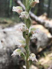 Goodyera oblongifolia