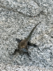 Sceloporus orcutti