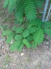 Desmanthus illinoensis