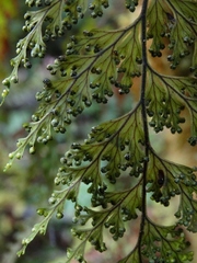 Hymenophyllum scabrum