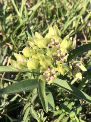 Asclepias viridis