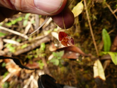Lepanthes