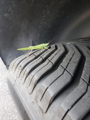 Neoconocephalus ensiger