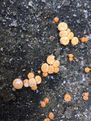 Nidulariaceae