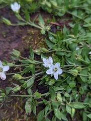 Caryophyllaceae