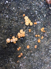 Nidulariaceae