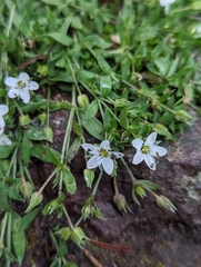 Caryophyllaceae