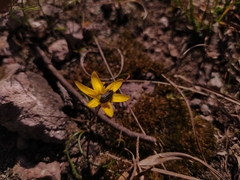 Nothoscordum montevidense
