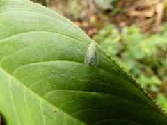 Insecta