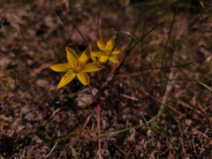 Nothoscordum montevidense
