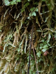 Hymenophyllum scabrum